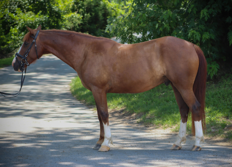 HorseID: 2315675 Tucker's Flashy Fireball - PhotoID: 1101853