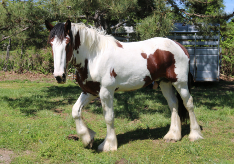 HorseID: 2315683 BH Fantastic - PhotoID: 1101854