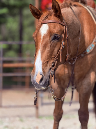 HorseID: 2315694 Jay - PhotoID: 1101863
