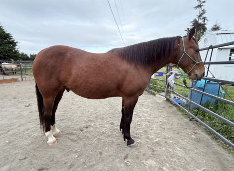 HorseID: 2315695 Skyler - PhotoID: 1101865
