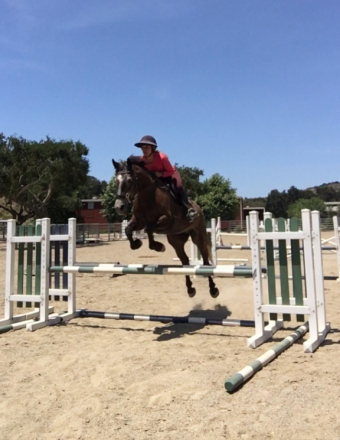 HorseID: 2315696 Billy Badass - PhotoID: 1102566