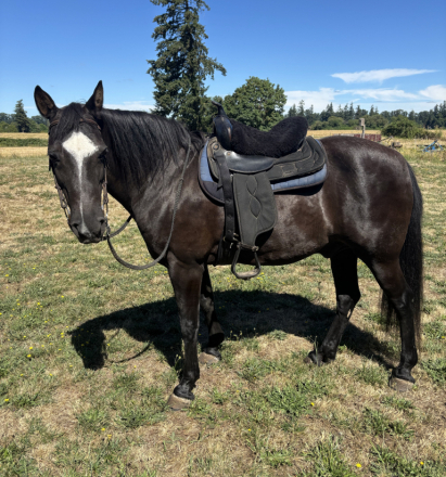 HorseID: 2315698 Benny - PhotoID: 1101870