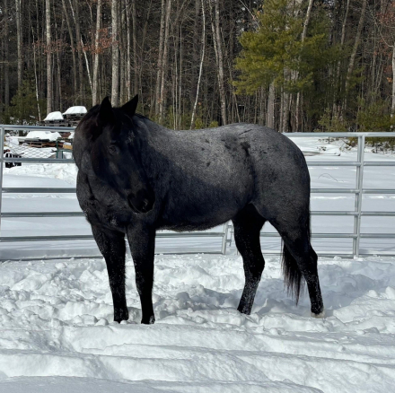 HorseID: 2315700 Heza Smokin Cowboy - PhotoID: 1101874