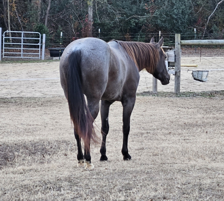 HorseID: 2315701 Big Chic Energy - PhotoID: 1101875