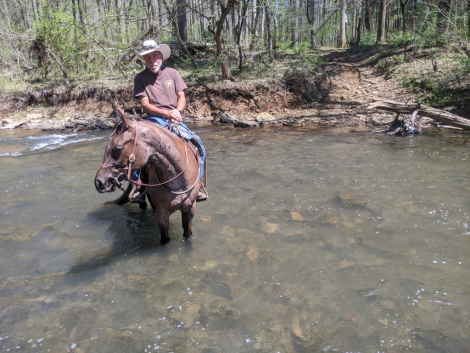 HorseID: 2315701 Big Chic Energy - PhotoID: 1101876