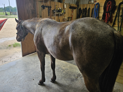 HorseID: 2315701 Big Chic Energy - PhotoID: 1101879