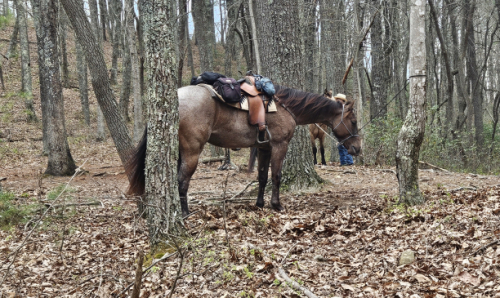 HorseID: 2315701 Big Chic Energy - PhotoID: 1101880