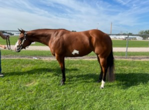 HorseID: 2315702 Valtia - PhotoID: 1102034