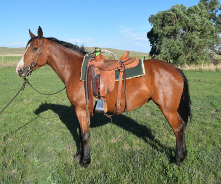 HorseID: 2315703 “Miss” - PhotoID: 1101881