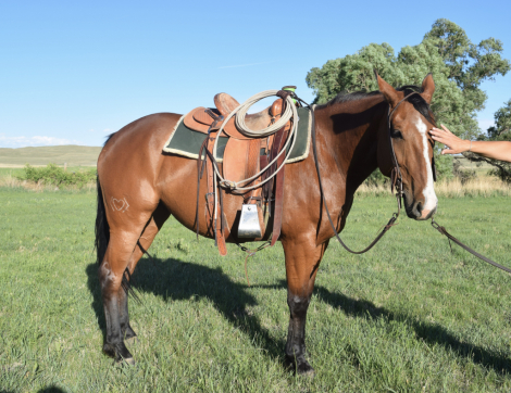 HorseID: 2315703 “Miss” - PhotoID: 1101882