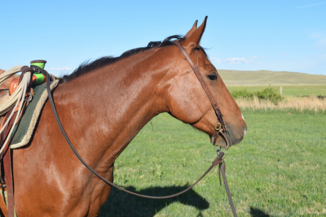 HorseID: 2315703 “Miss” - PhotoID: 1101883