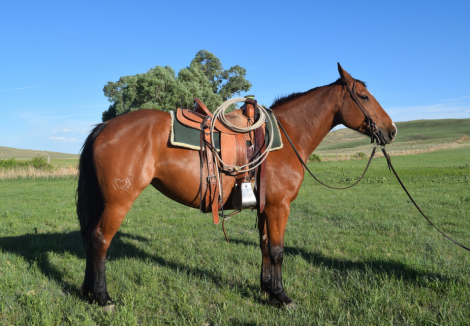 HorseID: 2315703 “Miss” - PhotoID: 1101884