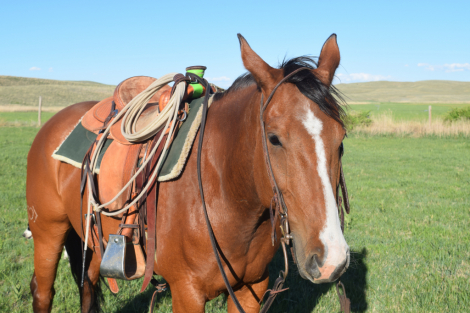 HorseID: 2315703 “Miss” - PhotoID: 1101885