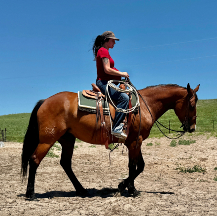 HorseID: 2315703 “Miss” - PhotoID: 1101886