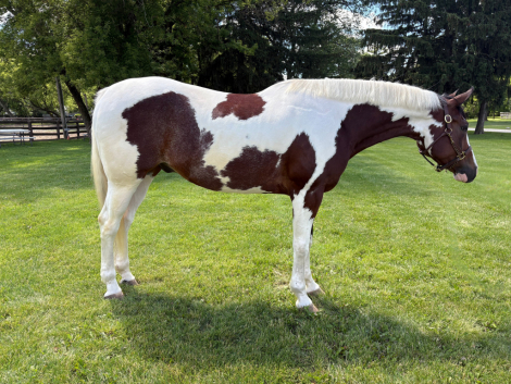 HorseID: 2315704 All At The Bar - PhotoID: 1102032