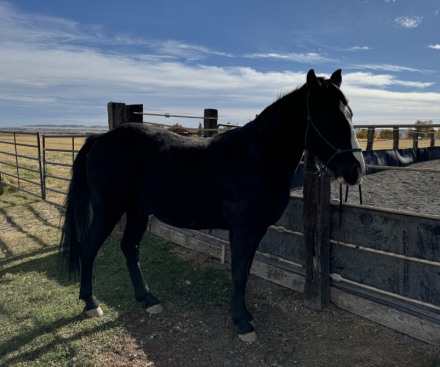 HorseID: 2315705 A Smooth Touch of Jazz - PhotoID: 1101887