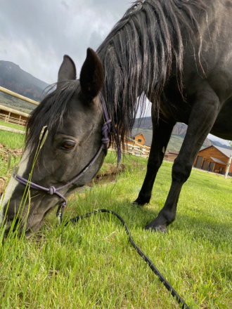 HorseID: 2315705 A Smooth Touch of Jazz - PhotoID: 1101890