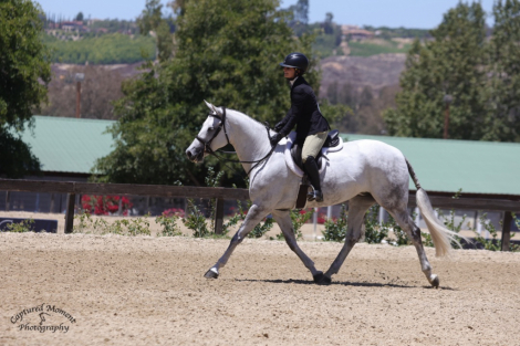 HorseID: 2315709 Cinderella - PhotoID: 1101893