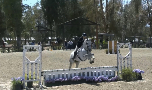 HorseID: 2315709 Cinderella - PhotoID: 1101894