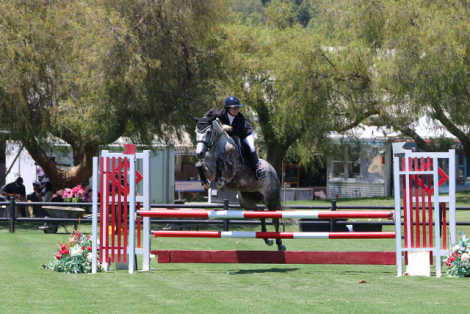 HorseID: 2315709 Cinderella - PhotoID: 1101895