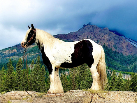 HorseID: 2315711 Star Spangled Banner - PhotoID: 1101899