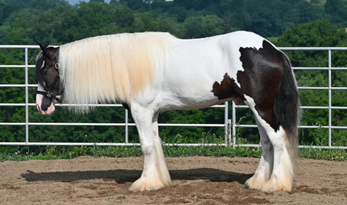 HorseID: 2315712 Silhouette Farm’s Commissar’s Comanche - PhotoID: 1101901