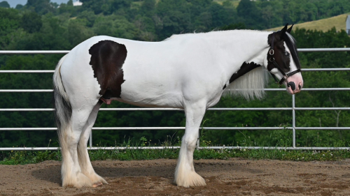 HorseID: 2315712 Silhouette Farm’s Commissar’s Comanche - PhotoID: 1101902