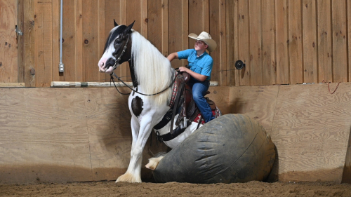 HorseID: 2315712 Silhouette Farm’s Commissar’s Comanche - PhotoID: 1101903