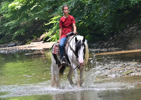 HorseID: 2315712 Silhouette Farm’s Commissar’s Comanche - PhotoID: 1101904