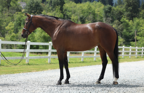 HorseID: 2315720 Kiska - PhotoID: 1101907