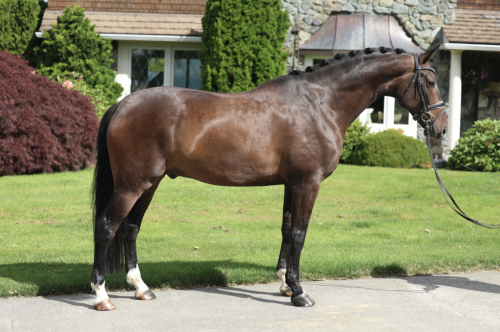 HorseID: 2315724 Rendezvous - PhotoID: 1101914