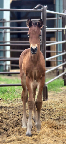 HorseID: 2315727 TwoRein Alamar - PhotoID: 1101916