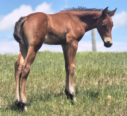 HorseID: 2315727 TwoRein Alamar - PhotoID: 1101917