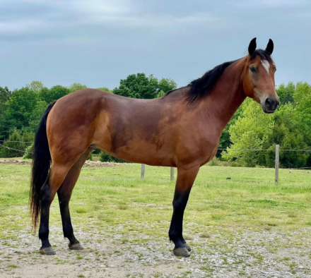 HorseID: 2315727 TwoRein Alamar - PhotoID: 1101918