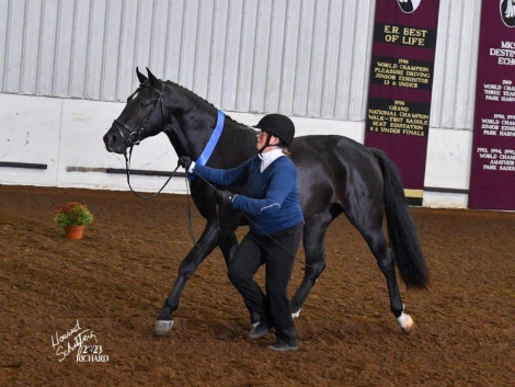 HorseID: 2315727 TwoRein Alamar - PhotoID: 1101919