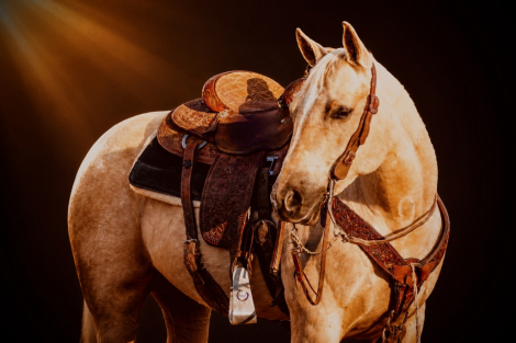 HorseID: 2315736 Favor - PhotoID: 1102304