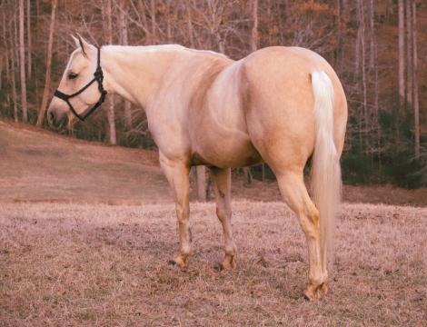 HorseID: 2315736 Favor - PhotoID: 1102305