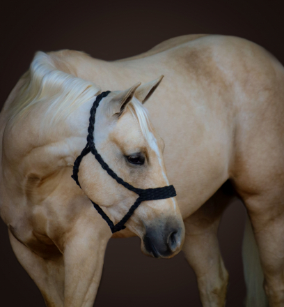 HorseID: 2315736 Favor - PhotoID: 1102306