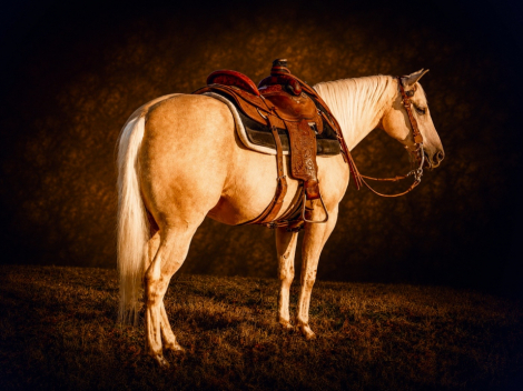 HorseID: 2315736 Favor - PhotoID: 1102307