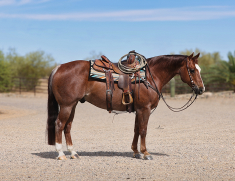 HorseID: 2315737 ALPHA EMPERADOR - PhotoID: 1101923