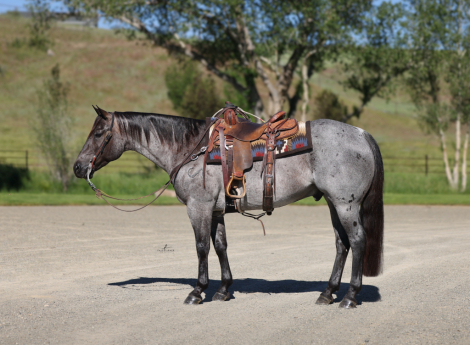 HorseID: 2315738 Blue Ridge Blanton - PhotoID: 1101927