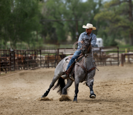 HorseID: 2315738 Blue Ridge Blanton - PhotoID: 1101929