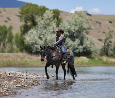 HorseID: 2315738 Blue Ridge Blanton - PhotoID: 1101930