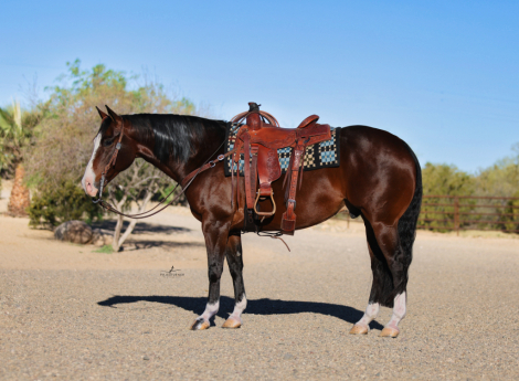 HorseID: 2315739 ME SMART TIVIO - PhotoID: 1101931
