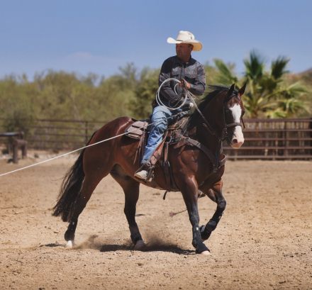 HorseID: 2315739 ME SMART TIVIO - PhotoID: 1101932