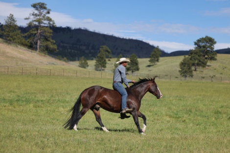 HorseID: 2315739 ME SMART TIVIO - PhotoID: 1101933