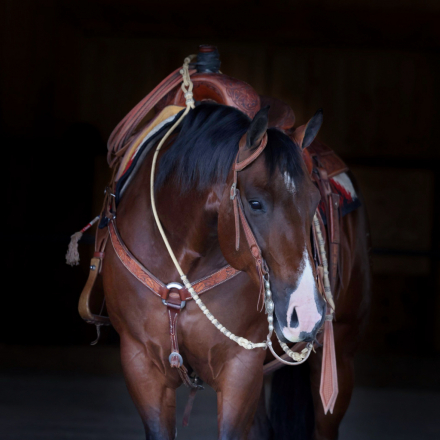 HorseID: 2315740 SPARKING MERCEDES - PhotoID: 1101935