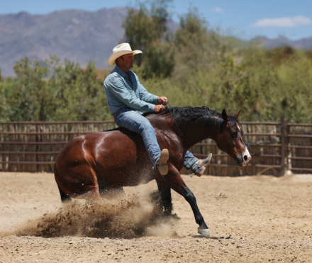 HorseID: 2315740 SPARKING MERCEDES - PhotoID: 1101937