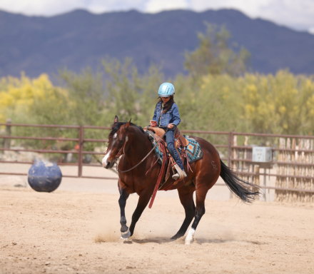 HorseID: 2315740 SPARKING MERCEDES - PhotoID: 1101938
