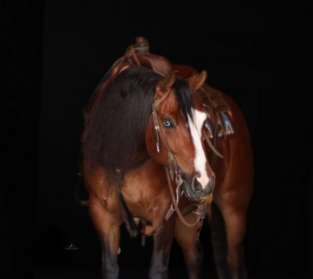 HorseID: 2315742 MESSI ENCORE - PhotoID: 1101939